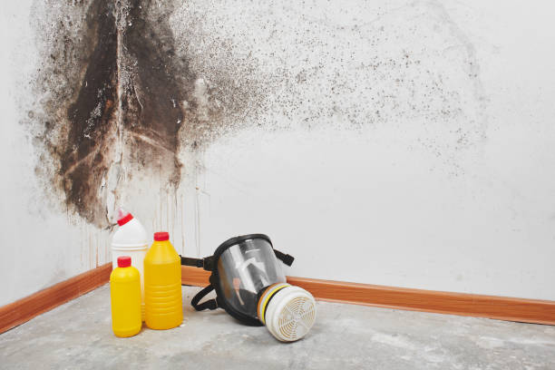 Best Industrial Mold Remediation in Chicago Ridge, IL