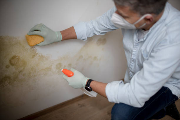 Best Post-Flood Mold Remediation in Chicago Ridge, IL