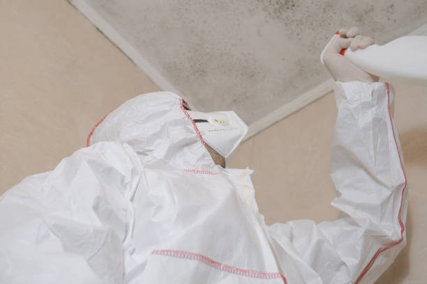 Best DIY Mold Remediation Support Services in Chicago Ridge, IL