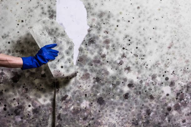 Best Bathroom Mold Remediation in Chicago Ridge, IL